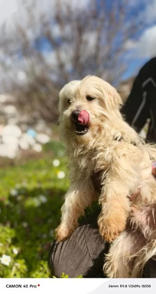 Diego, splendido maltese | Foto 4