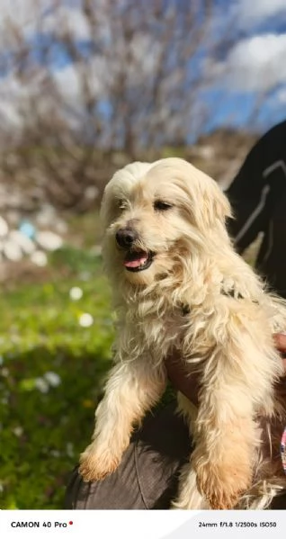 Diego, splendido maltese