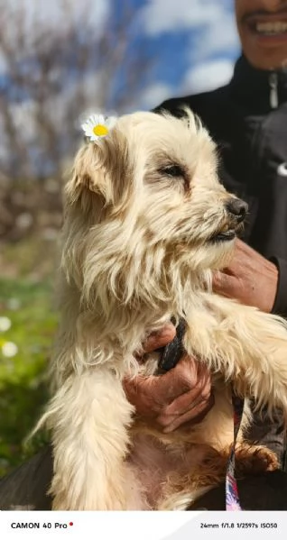 Diego, splendido maltese | Foto 3