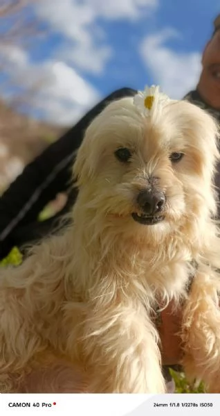 Diego, splendido maltese | Foto 2