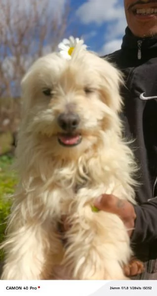 Diego, splendido maltese | Foto 1