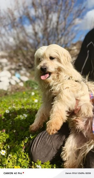 Diego, splendido maltese | Foto 0