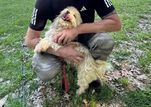 Diego, splendido maltese | Foto 0