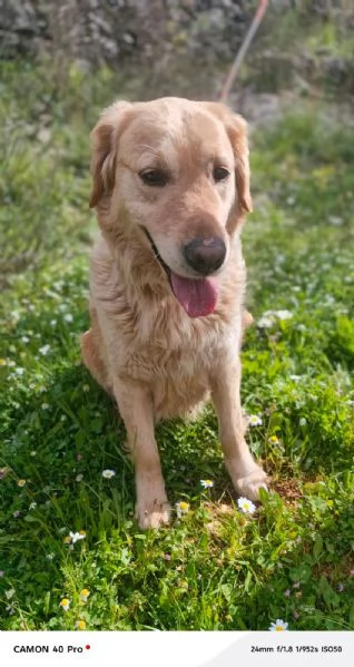 Chloe, una splendida Golden Retriever | Foto 4