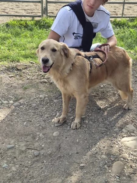 Chloe, una splendida Golden Retriever | Foto 3