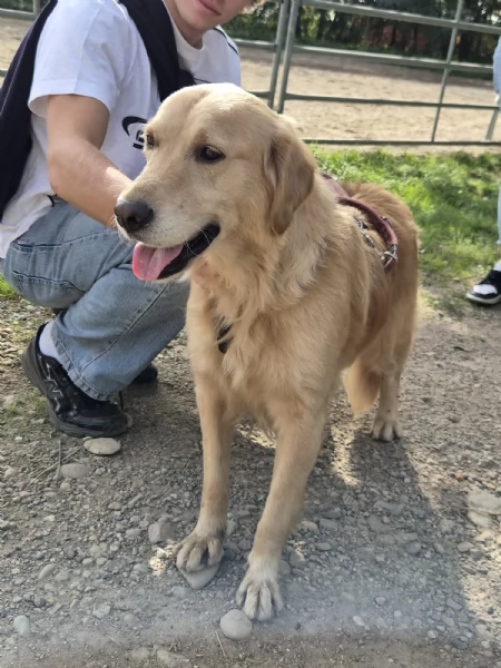Chloe, una splendida Golden Retriever