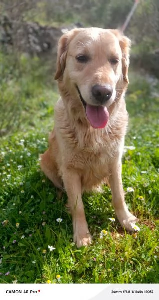Chloe, una splendida Golden Retriever