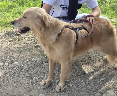 Chloe, una splendida Golden Retriever | Foto 1