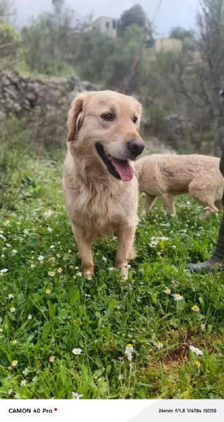 Chloe, una splendida Golden Retriever | Foto 3