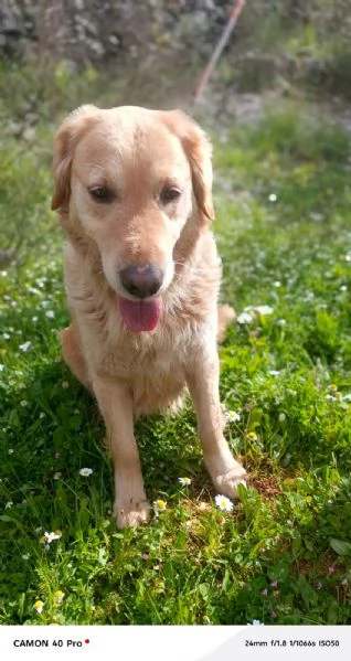 Chloe, una splendida Golden Retriever | Foto 2