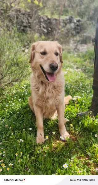 Chloe, una splendida Golden Retriever | Foto 1