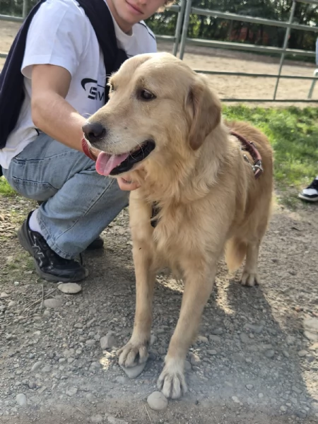 Chloe, una splendida Golden Retriever | Foto 0