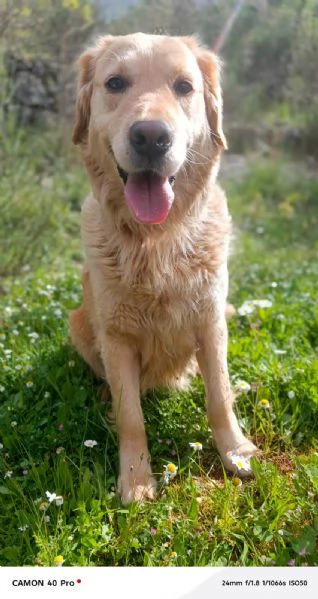 Chloe, una splendida Golden Retriever | Foto 0