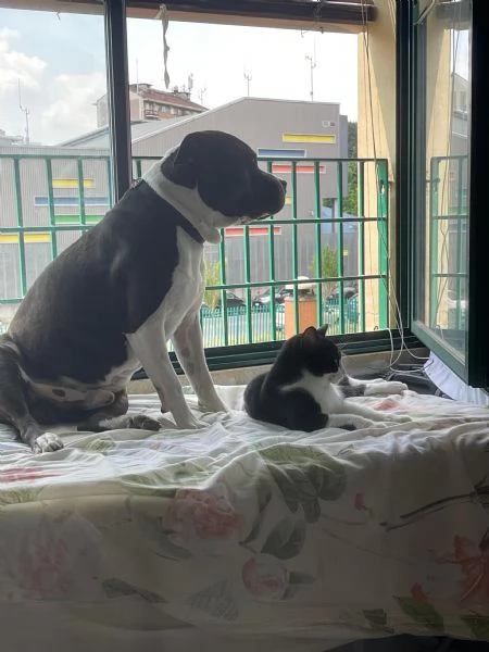 Roy, meticcio in cerca di casa