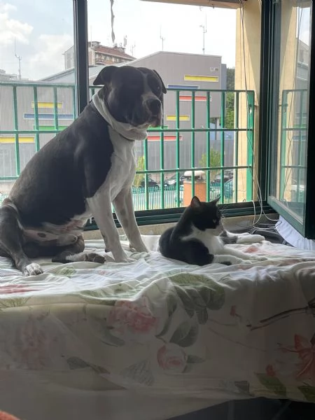 Roy, meticcio in cerca di casa | Foto 2