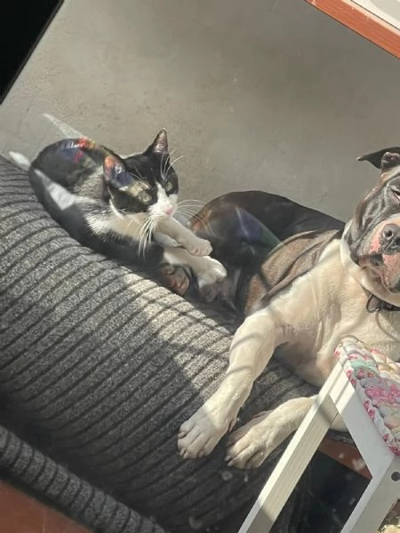 Roy, meticcio in cerca di casa | Foto 1