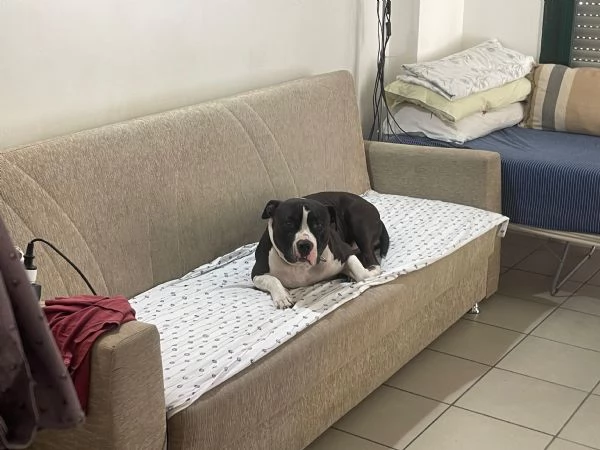 Roy, meticcio in cerca di casa | Foto 0