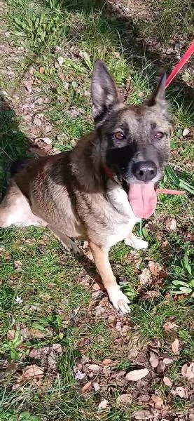 Kira, un'energica e dolcissima simil Malinois | Foto 6