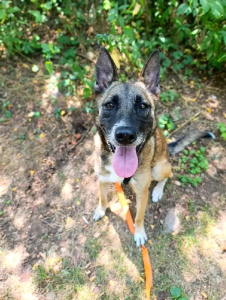 Kira, un'energica e dolcissima simil Malinois