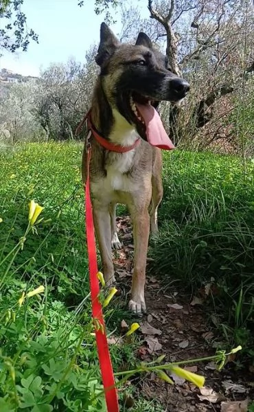 Kira, un'energica e dolcissima simil Malinois | Foto 5
