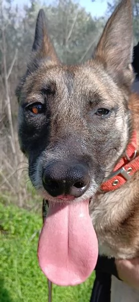Kira, un'energica e dolcissima simil Malinois | Foto 4