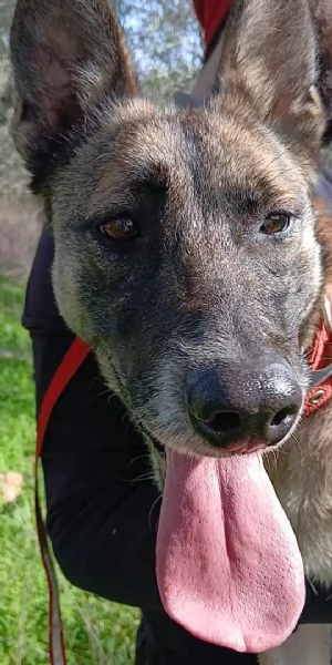 Kira, un'energica e dolcissima simil Malinois | Foto 3