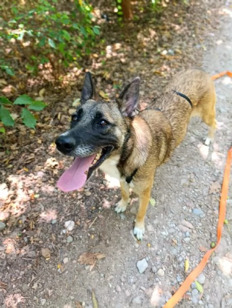 Kira, un'energica e dolcissima simil Malinois | Foto 2