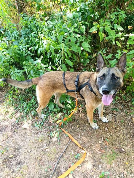 Kira, un'energica e dolcissima simil Malinois | Foto 1