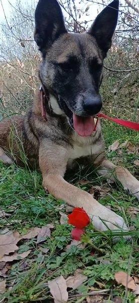 Kira, un'energica e dolcissima simil Malinois | Foto 0