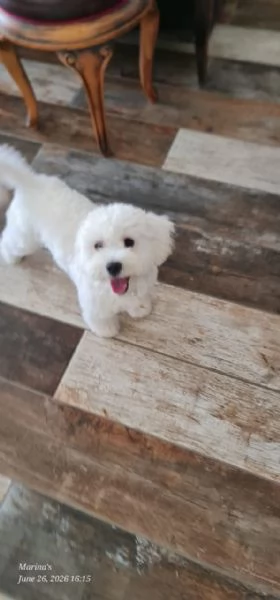 Leo, simil lagotto giocherellone | Foto 1
