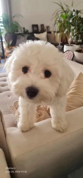 Leo, simil lagotto giocherellone | Foto 0