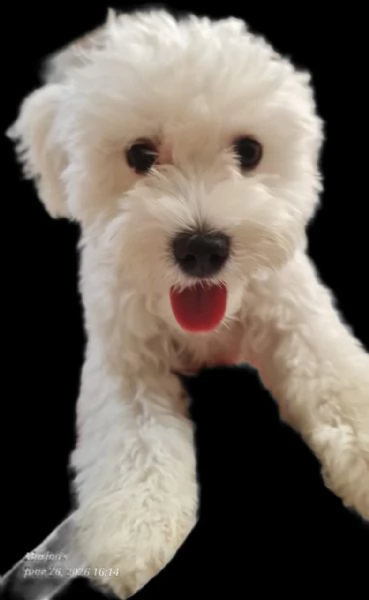 Leo, simil lagotto giocherellone