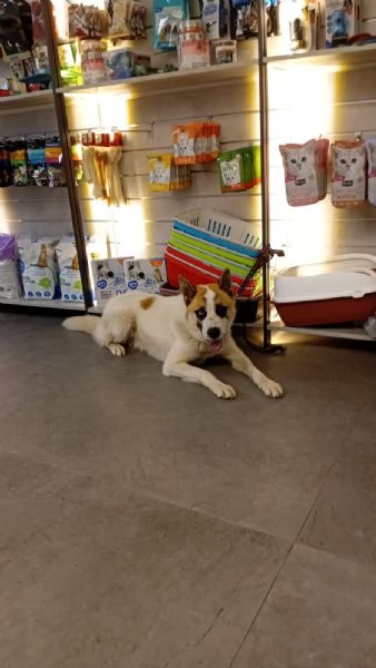 Ronnie, un dolce meticcio in cerca di famiglia | Foto 1