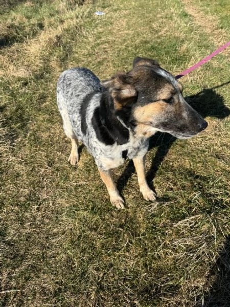 Divy, una tranquilla meticcia di 4 anni | Foto 4