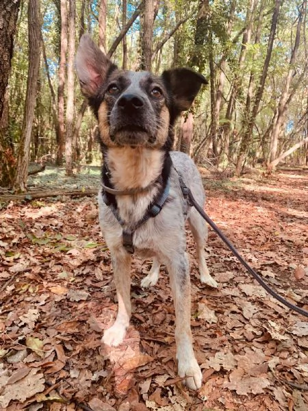 Divy, una tranquilla meticcia di 4 anni | Foto 3