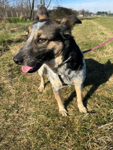 Divy, una tranquilla meticcia di 4 anni | Foto 2