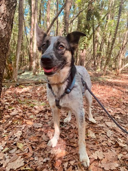 Divy, una tranquilla meticcia di 4 anni | Foto 1