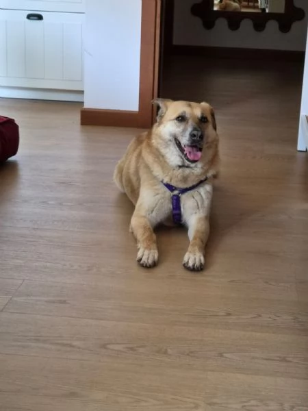Raja, un'equilibrata e dolce meticcia  | Foto 5