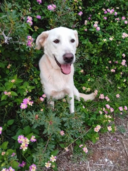 Aden , mix simil labrador di circa 1 anno
