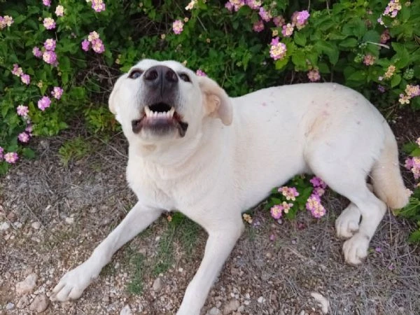Aden , mix simil labrador di circa 1 anno | Foto 4