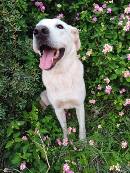 Aden , mix simil labrador di circa 1 anno | Foto 3