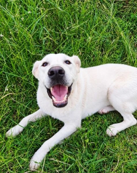 Aden , mix simil labrador di circa 1 anno | Foto 2