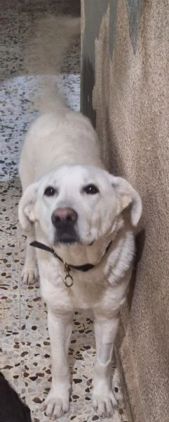 Aden , mix simil labrador di circa 1 anno | Foto 1