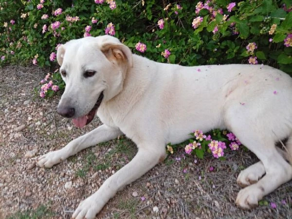 Aden , mix simil labrador di circa 1 anno | Foto 0