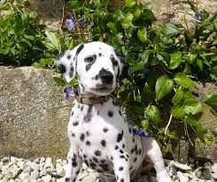 regalo abbiamo cuccioli di dalmata sono dalmata di dimensioni . sono registrati akc. sono molto affe
