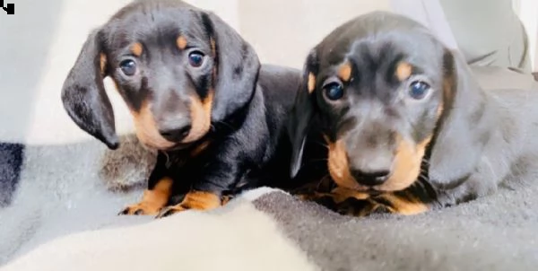 cuccioli di bassotto