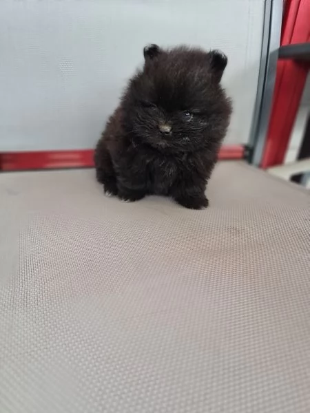 Volpino di Pomerania vendita da privato  | Foto 11