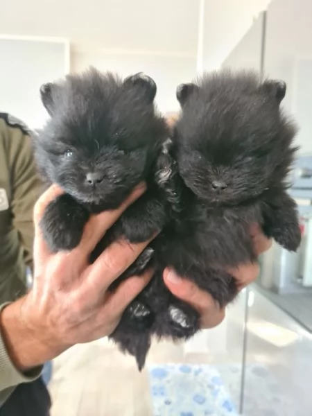 Volpino di Pomerania vendita da privato  | Foto 10