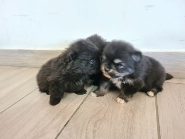 Volpino di Pomerania vendita da privato  | Foto 9