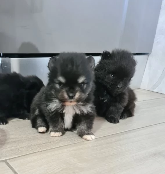 Volpino di Pomerania vendita da privato  | Foto 7